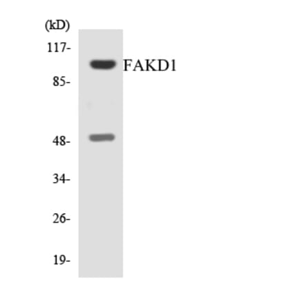 Western Blot - Anti-FAKD1 Antibody (R12-2763) - Antibodies.com