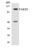 Western Blot - Anti-FAKD1 Antibody (R12-2763) - Antibodies.com