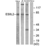 Western Blot - Anti-ES8L2 Antibody (C11699) - Antibodies.com