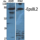 Western Blot - Anti-ES8L2 Antibody (C11699) - Antibodies.com