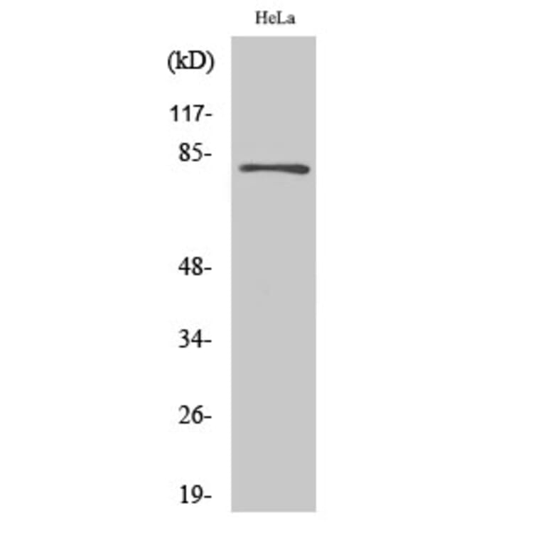 Western Blot - Anti-ES8L2 Antibody (C11699) - Antibodies.com