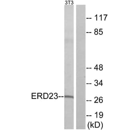 Western Blot - Anti-ERD23 Antibody (C15674) - Antibodies.com