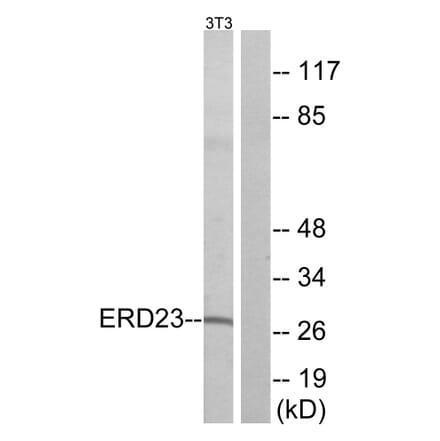 Western Blot - Anti-ERD23 Antibody (C15674) - Antibodies.com