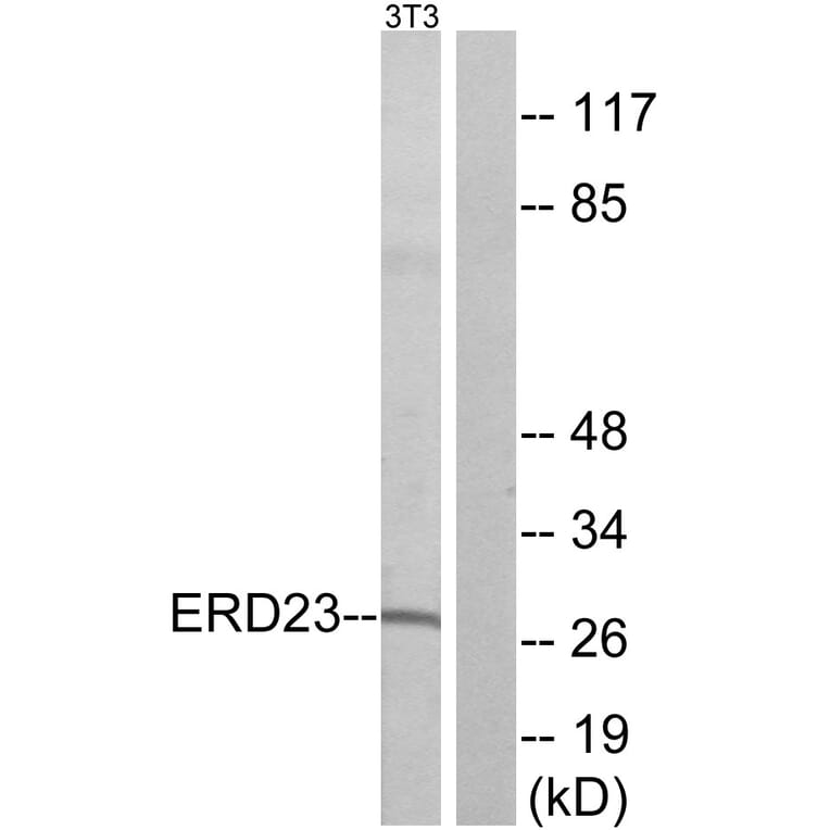 Western Blot - Anti-ERD23 Antibody (C15674) - Antibodies.com