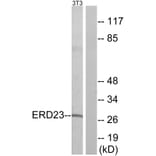 Western Blot - Anti-ERD23 Antibody (C15674) - Antibodies.com