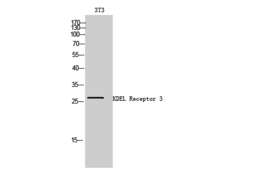 Western Blot - Anti-ERD23 Antibody (C15674) - Antibodies.com