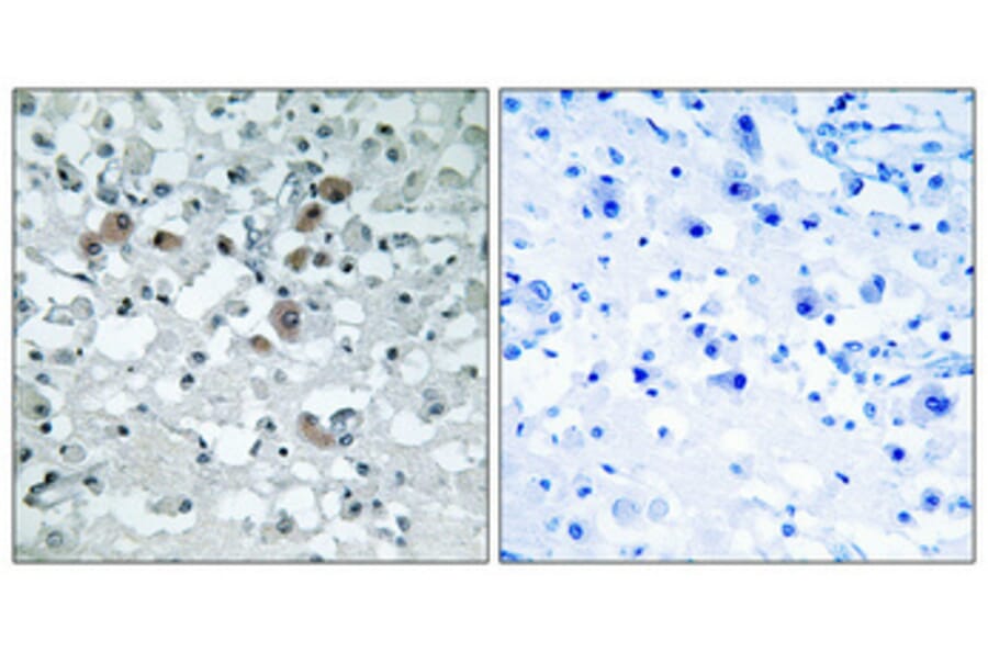 Immunohistochemistry - Anti-ERD23 Antibody (C15674) - Antibodies.com