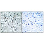 Immunohistochemistry - Anti-ERD23 Antibody (C15674) - Antibodies.com