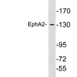 Western Blot - Anti-EphA2 Antibody (R12-2136) - Antibodies.com