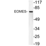 Western Blot - Anti-EOMES Antibody (R12-2134) - Antibodies.com