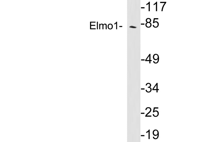 Western Blot - Anti-Elmo1 Antibody (R12-2130) - Antibodies.com