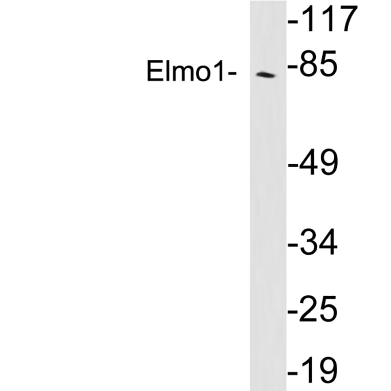 Western Blot - Anti-Elmo1 Antibody (R12-2130) - Antibodies.com