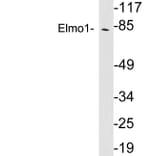 Western Blot - Anti-Elmo1 Antibody (R12-2130) - Antibodies.com