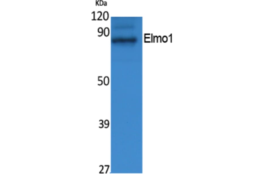 Western Blot - Anti-Elmo1 Antibody (R12-2130) - Antibodies.com