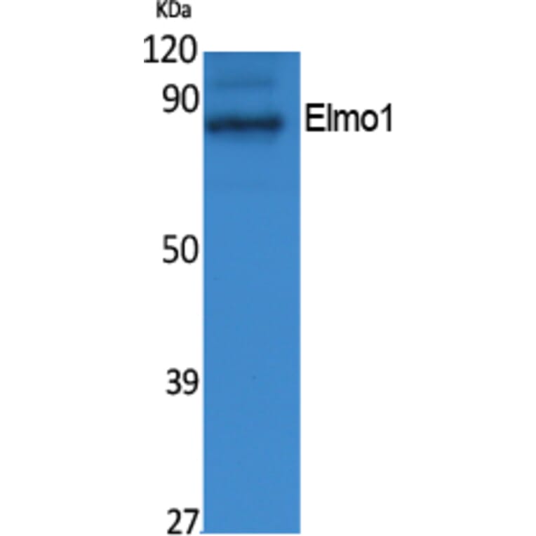 Western Blot - Anti-Elmo1 Antibody (R12-2130) - Antibodies.com