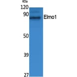 Western Blot - Anti-Elmo1 Antibody (R12-2130) - Antibodies.com