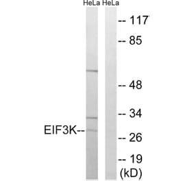 Western Blot - Anti-EIF3K Antibody (C15707) - Antibodies.com