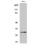 Western Blot - Anti-EIF3K Antibody (C15707) - Antibodies.com