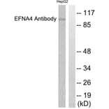 Western Blot - Anti-EFNA4 Antibody (C0181) - Antibodies.com