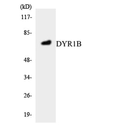 Western Blot - Anti-DYR1B Antibody (R12-2718) - Antibodies.com