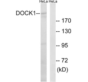 Western Blot - Anti-DOCK1 Antibody (C15315) - Antibodies.com
