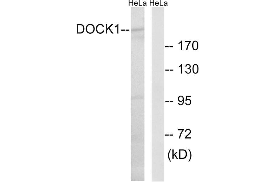 Western Blot - Anti-DOCK1 Antibody (C15315) - Antibodies.com