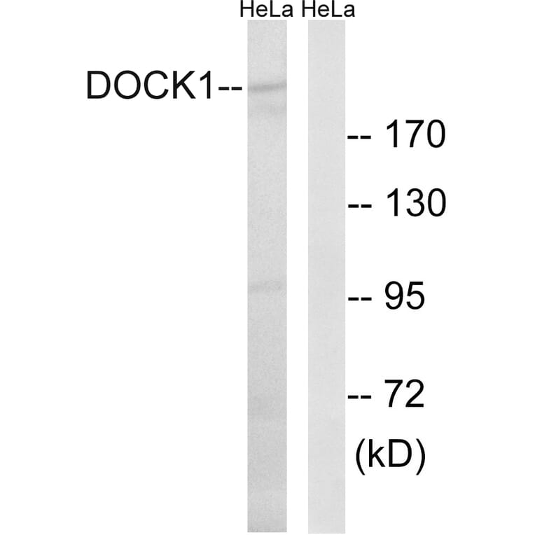 Western Blot - Anti-DOCK1 Antibody (C15315) - Antibodies.com