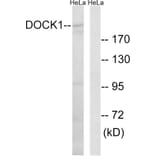 Western Blot - Anti-DOCK1 Antibody (C15315) - Antibodies.com