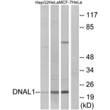 Western Blot - Anti-DNAL1 Antibody (C15512) - Antibodies.com