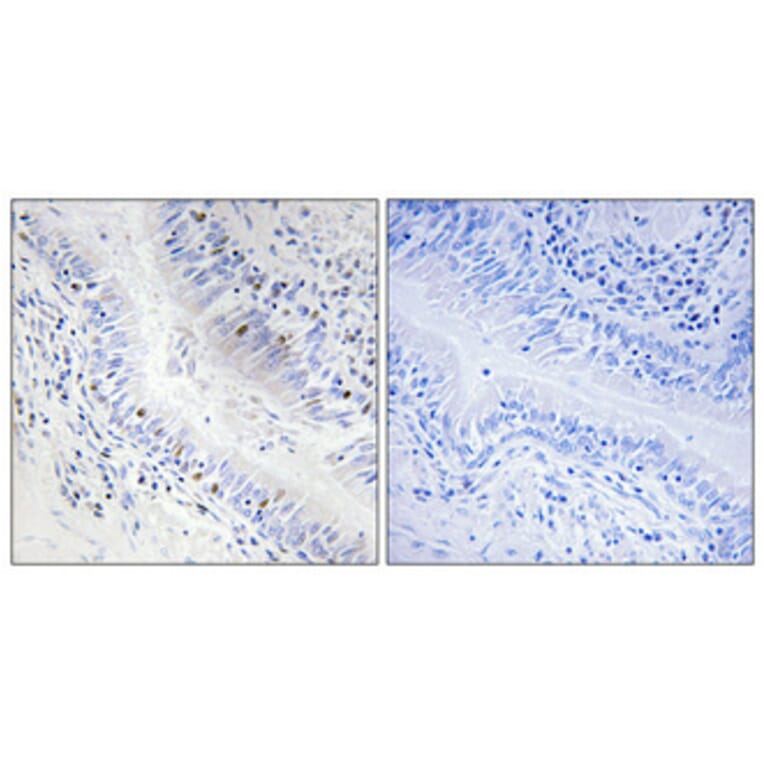 Immunohistochemistry - Anti-DNAL1 Antibody (C15512) - Antibodies.com