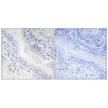 Immunohistochemistry - Anti-DNAL1 Antibody (C15512) - Antibodies.com