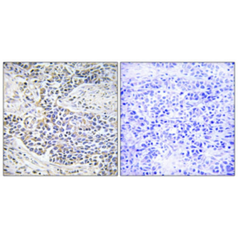 Immunohistochemistry - Anti-DNAL1 Antibody (C15512) - Antibodies.com