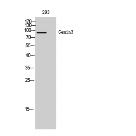 Western Blot - Anti-DDX20 Antibody (C17863) - Antibodies.com