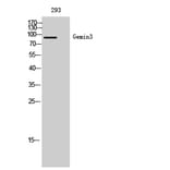 Western Blot - Anti-DDX20 Antibody (C17863) - Antibodies.com