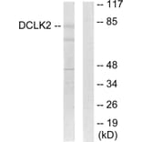 Western Blot - Anti-DCLK2 Antibody (C11345) - Antibodies.com