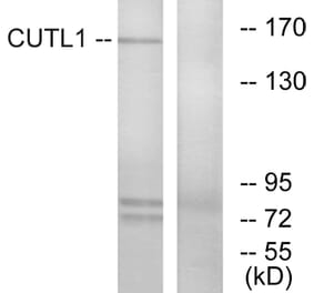 Western Blot - Anti-CUTL1 Antibody (C10586) - Antibodies.com