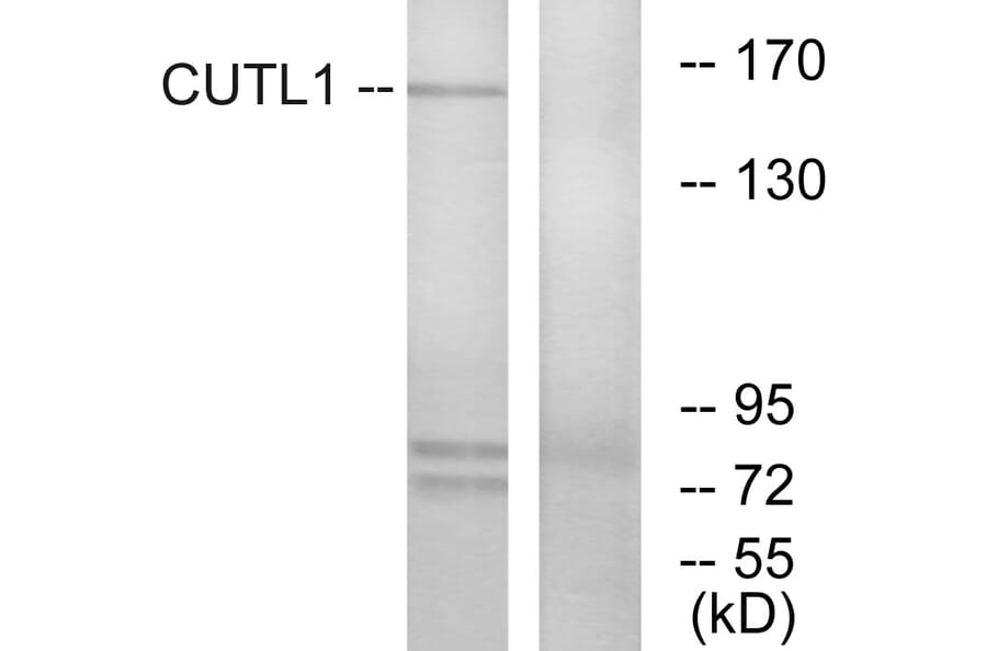 Western Blot - Anti-CUTL1 Antibody (C10586) - Antibodies.com