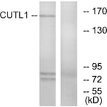 Western Blot - Anti-CUTL1 Antibody (C10586) - Antibodies.com