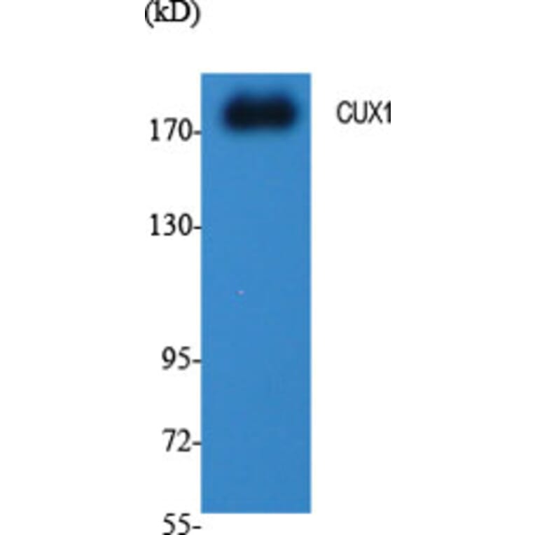 Western Blot - Anti-CUTL1 Antibody (C10586) - Antibodies.com