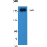 Western Blot - Anti-CUTL1 Antibody (C10586) - Antibodies.com