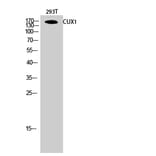 Western Blot - Anti-CUTL1 Antibody (C10586) - Antibodies.com