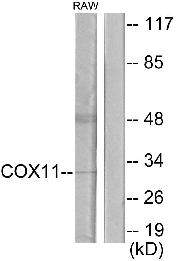 Western blot analysis of lysates from RAW264.7 cells using Anti-COX11 Antibody. The right hand lane represents a negative control, where the antibody is blocked by the immunising peptide.