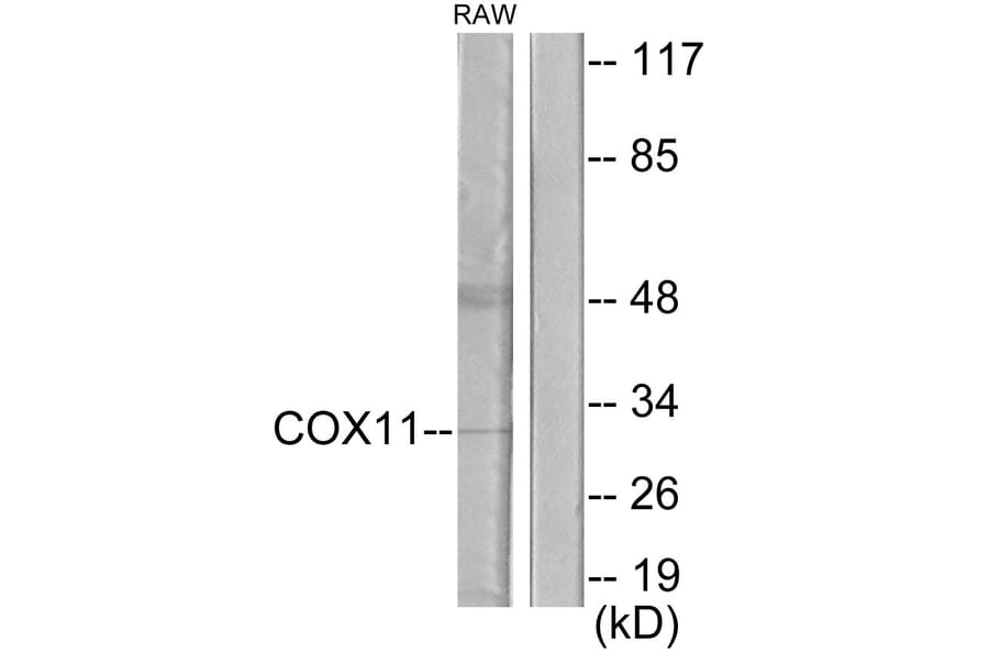 Western Blot - Anti-COX11 Antibody (C12229) - Antibodies.com