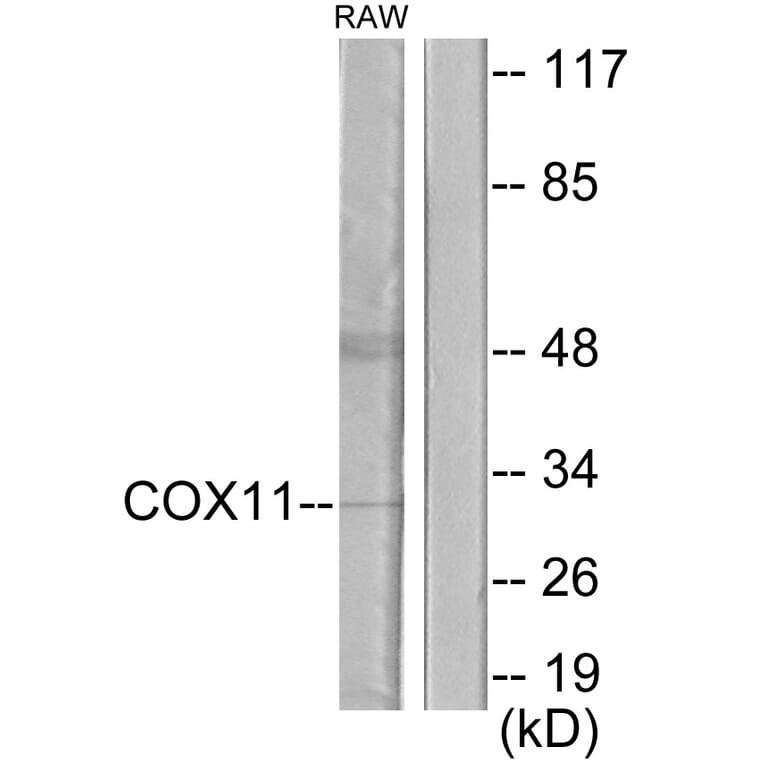 Western Blot - Anti-COX11 Antibody (C12229) - Antibodies.com