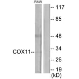 Western Blot - Anti-COX11 Antibody (C12229) - Antibodies.com
