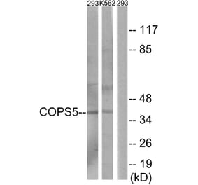 Western Blot - Anti-COPS5 Antibody (C11442) - Antibodies.com