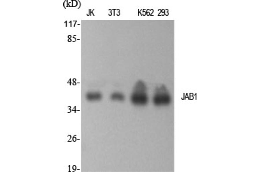 Western Blot - Anti-COPS5 Antibody (C11442) - Antibodies.com
