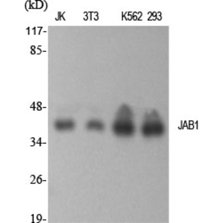 Western Blot - Anti-COPS5 Antibody (C11442) - Antibodies.com