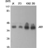 Western Blot - Anti-COPS5 Antibody (C11442) - Antibodies.com