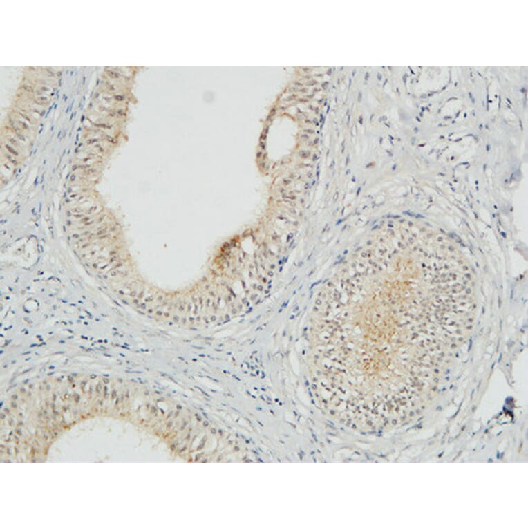 Immunohistochemistry - Anti-COPS5 Antibody (C11442) - Antibodies.com